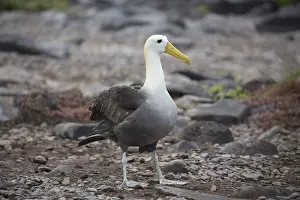 Waved: Waved Albatross - On Espanola Island - Galapagos