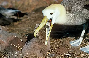 Waved: Waved Albatross - feeding chick