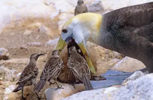 Stealing: Waved Albatross - feeding chick, with Hood Island