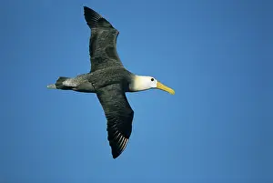 Waved: Waved Albatross - in flight