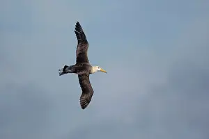 Waved: Waved Albatross - in flight