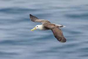 Soaring: Waved albatross flying, Espanola Island, Galapagos