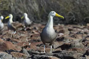 Islas: Waved Albatross or Gal pagos Albatross (Phoebastria