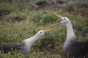Greet: Waved Albatross - Greeting on arrival at nest -