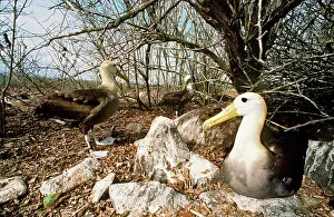 Waved: Waved ALBATROSS - on nest