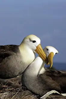 Waved: Waved Albatross - pair