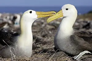 Waved: Waved Albatross - pair