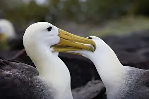 Waved: Waved Albatross - pair