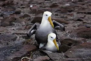 Waved: Waved Albatross - pair