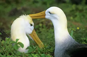 Waved: Waved Albatross- pair bonding