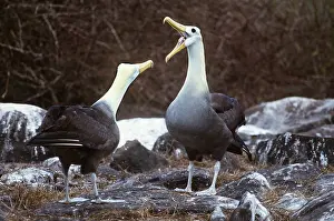Albatross: WAVED ALBATROSS - pair, courtship gaping display