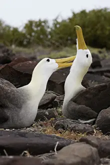 Waved: Waved Albatross - pair grooming each other