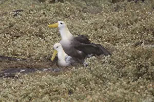 Waved: Waved Albatross - Pair mating - On Espanola Island