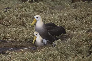 Espanola: Waved Albatross - Pair mating - On Espanola Island