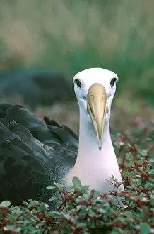 Procellariiformes: Waved Albatross (Phoebastria irrorata)