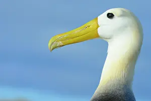 Waved: Waved albatross (Phoebastria irrorata), Punta Suarez