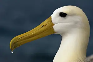 Pete: Waved Albatross (Phoebastria irrorata)