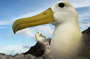 Pete: Waved Albatross (Phoebastria irrorata) on