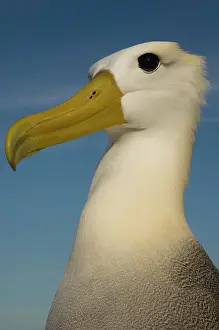 Pete: Waved Albatross (Phoebastria irrorata)