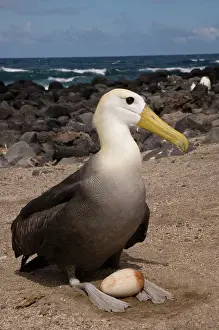 Pete: Waved Albatross (Phoebastria irrorata) with