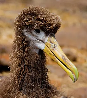 Galpagos: Waved albatross (Phoebastria irrorata) chick por