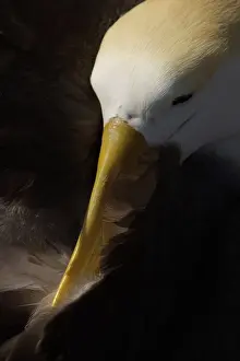 Waved: Waved Albatross preening