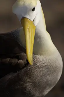 Espanola: Waved Albatross preening