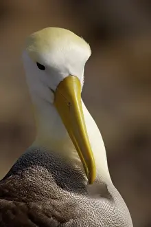 Espanola: Waved Albatross preening