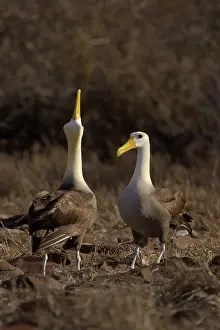 Espanola: Waved Albatross sky-pointing