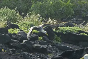 Espanola: Waved albatross taking flight