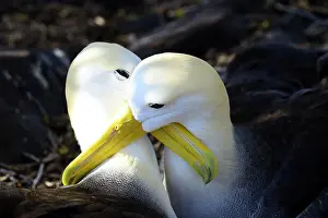 Waved: Waved albatrosses (Phoebastria irrorata), affectionate