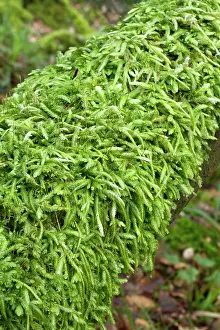 Bryidae: Waved silk-moss - Plougastel-Daoulas, Finistere