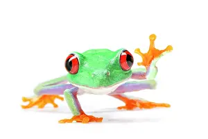 Waving: Waving Red-eyed Tree Frog (Agalychnis callidryas)