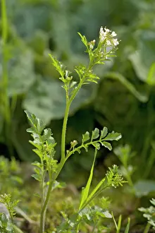 Cress: Wavy bitter-cress