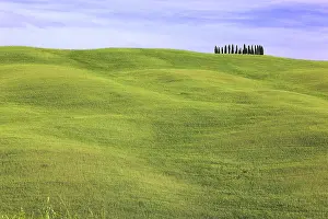 Grove: Wavy, hilly landscape and a group of trees, Tuscany