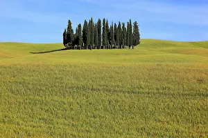 Grove: Wavy, hilly landscape and a group of trees, Tuscany
