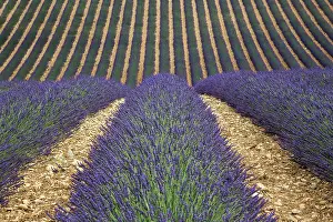 Wavy: Wavy lavender field, flowering true lavender (La