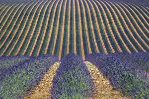 Wavy: Wavy lavender field, flowering true lavender (La