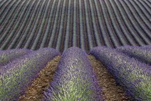 Wavy: Wavy lavender field, flowering true lavender (La