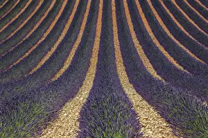 Wavy: Wavy lavender field, flowering true lavender (La