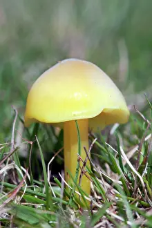 Hygrocybe: Wax Cap Fungus