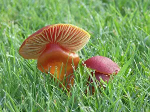 Coccinea: Wax Cap on mature pasture - Occurs late summer to autumn