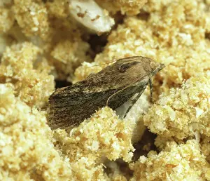 Galleria: Wax moth