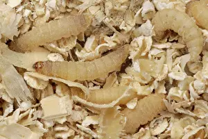 Commercial: Wax moth caterpillar