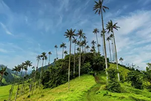 Palms: Wax palms largest palms in the world, Cocora val