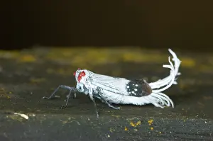 Planthopper: Wax-tailed Planthopper (Family Fulgoridae)