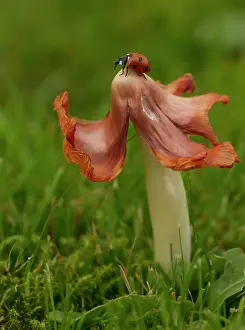 Crawling: Waxcap Fungi - ladybird (Coccinellidae Septempunctata)