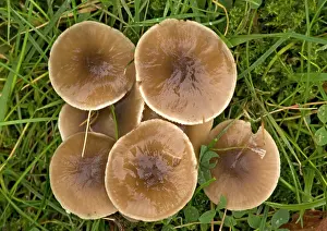 Hygrocybe: A waxcap in old grassland