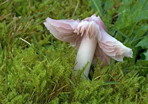 Churchyard: A waxcap, 'the pink ballerina' in ancient turf