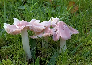 Churchyard: A waxcap, 'the pink ballerina' in ancient turf